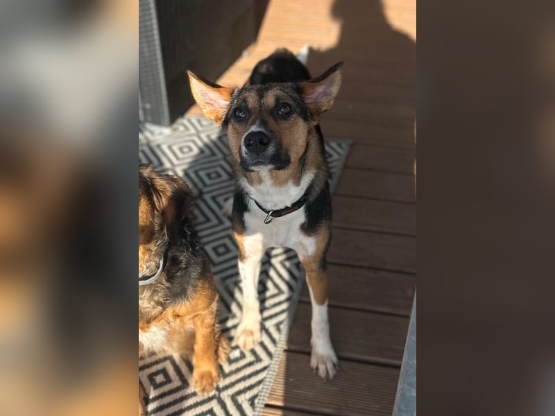 Wundervolle Rixa möchte endlich ankommen (77866 Rheinau)