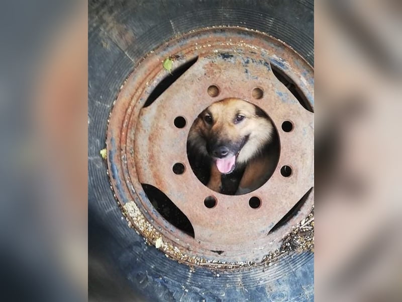 TEDDY - toller Kuschelbär - träumt von einem eigenen, liebevollen und unternehmungslustigen Zuhause!