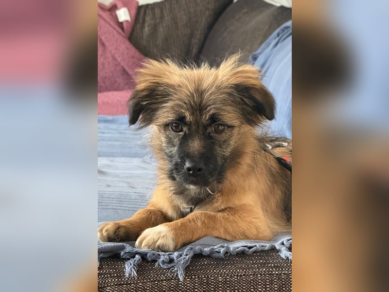 Caddie - Glück auf 4 Pfoten (66125 Saarbrücken)