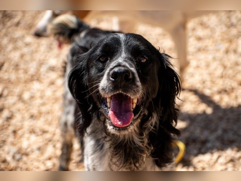 Flek wartet darauf, seine eigene Familie zu finden (47506 Neukirchen-Vluyn)