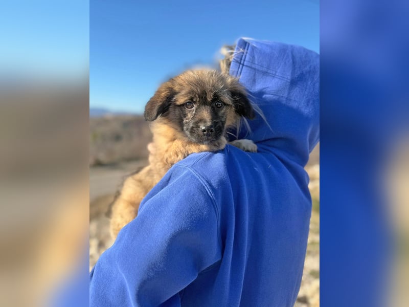 Caddie - Glück auf 4 Pfoten (66125 Saarbrücken)