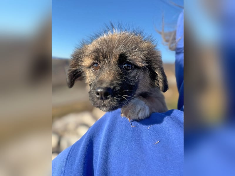 Caddie - Glück auf 4 Pfoten (66125 Saarbrücken)