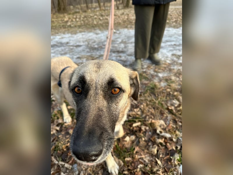 Sanfte Seele Emma sucht ihr Zuhause!