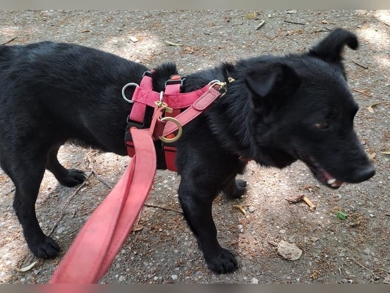 Notfall. Dringend Hilfe für Ringo und Meggie gesucht