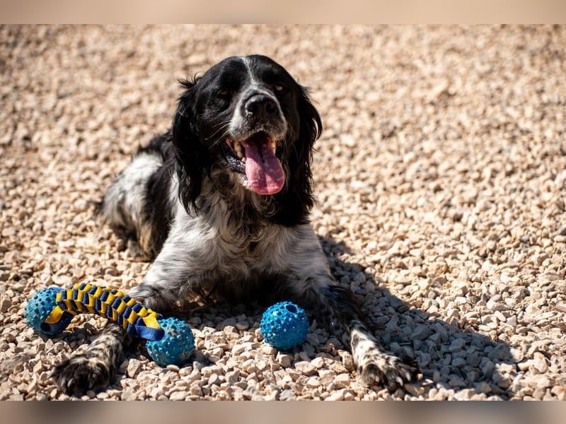 Flek wartet darauf, seine eigene Familie zu finden (47506 Neukirchen-Vluyn)