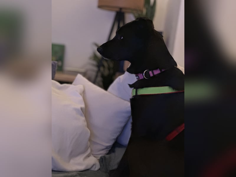 Kylie(*03.2021) auf Pflegestelle in 80807 München