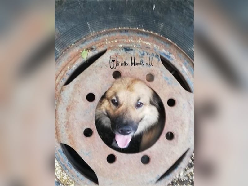 TEDDY - toller Kuschelbär - träumt von einem eigenen, liebevollen und unternehmungslustigen Zuhause!