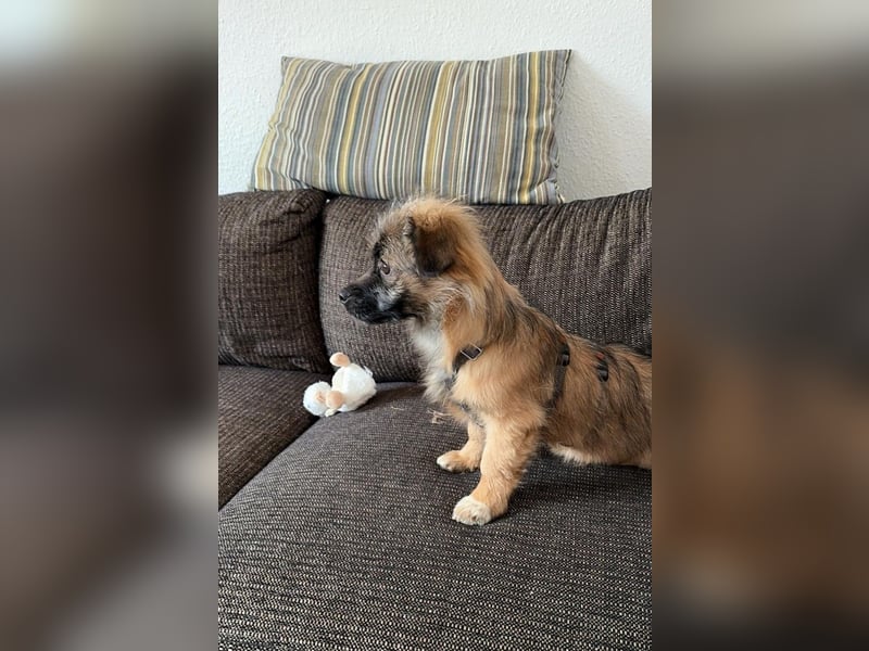 Caddie - Glück auf 4 Pfoten (66125 Saarbrücken)