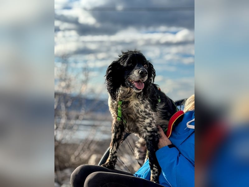 Dina – deine neue beste Fellnasen-Freundin! (47506 Neukirchen-Vluyn)