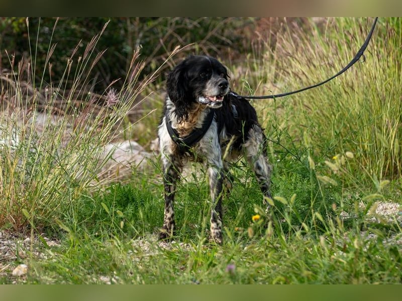 Dina – deine neue beste Fellnasen-Freundin! (47506 Neukirchen-Vluyn)