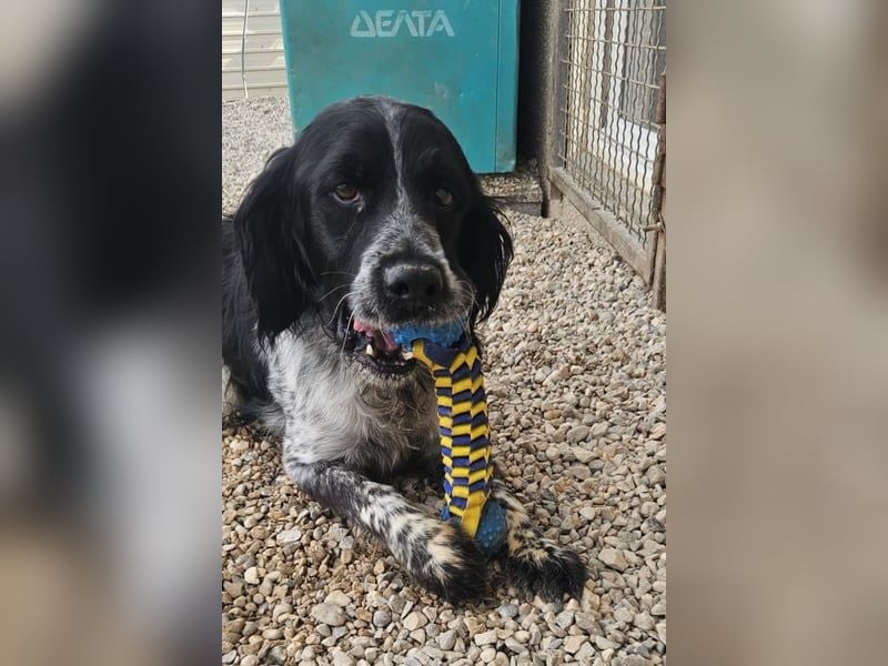 Flek wartet darauf, seine eigene Familie zu finden (47506 Neukirchen-Vluyn)