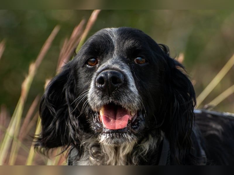 Flek wartet darauf, seine eigene Familie zu finden (47506 Neukirchen-Vluyn)