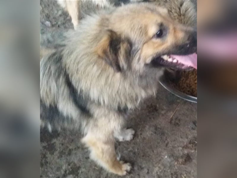 TEDDY - toller Kuschelbär - träumt von einem eigenen, liebevollen und unternehmungslustigen Zuhause!