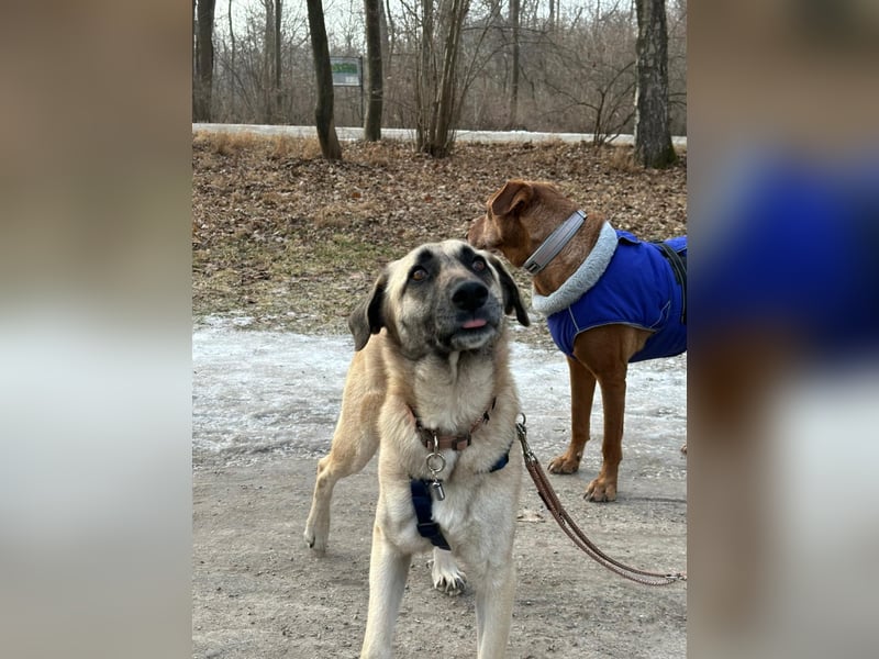 Sanfte Seele Emma sucht ihr Zuhause!