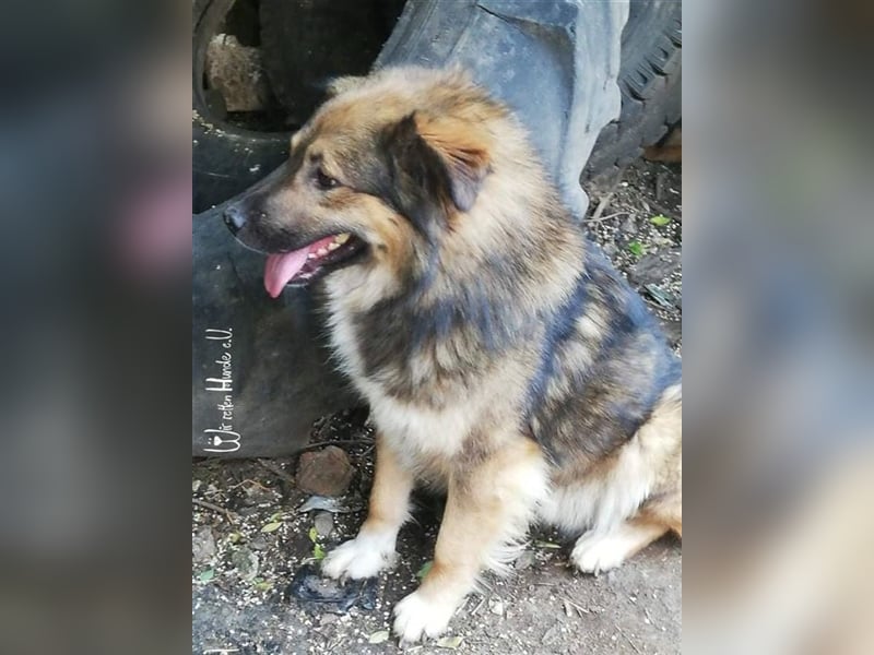 TEDDY - toller Kuschelbär - träumt von einem eigenen, liebevollen und unternehmungslustigen Zuhause!