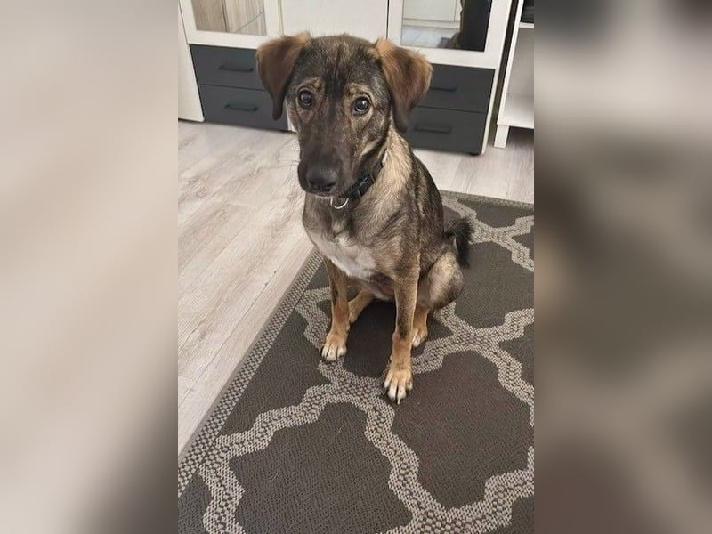 Kassandra – vorsichtige Schönheit sucht ihren Herzensmenschen (41065 Mönchengladbach)