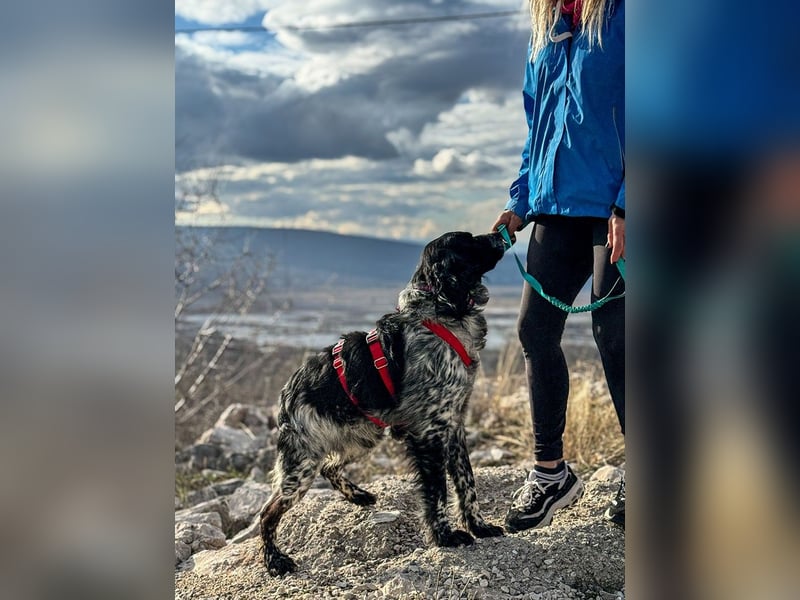 Flek wartet darauf, seine eigene Familie zu finden (47506 Neukirchen-Vluyn)