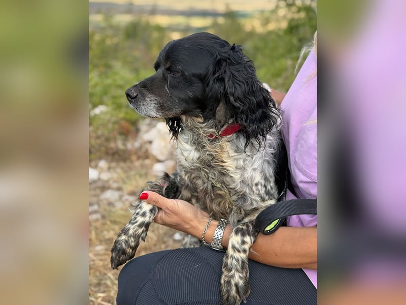 Dina – deine neue beste Fellnasen-Freundin! (47506 Neukirchen-Vluyn)