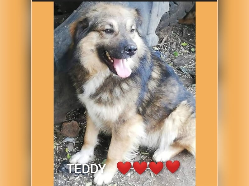 TEDDY - toller Kuschelbär - träumt von einem eigenen, liebevollen und unternehmungslustigen Zuhause!