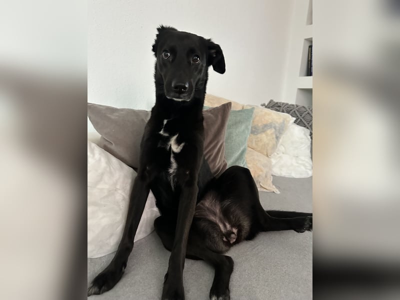 Kylie(*03.2021) auf Pflegestelle in 80807 München