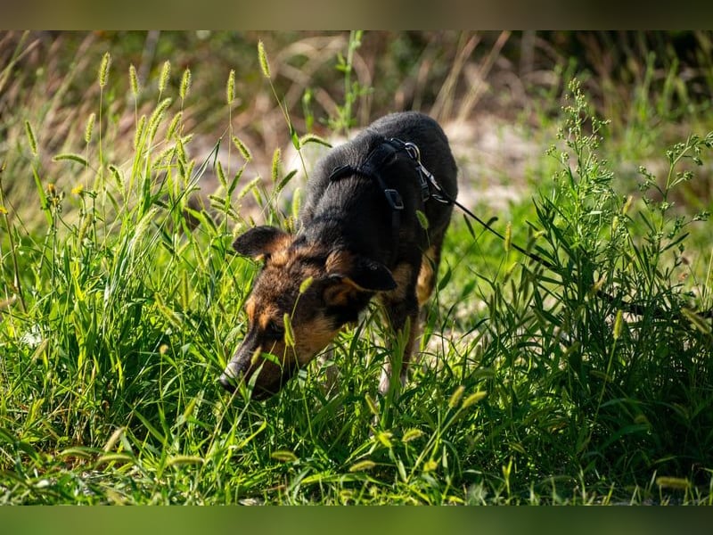 Wundervolle Rixa möchte endlich ankommen (77866 Rheinau)