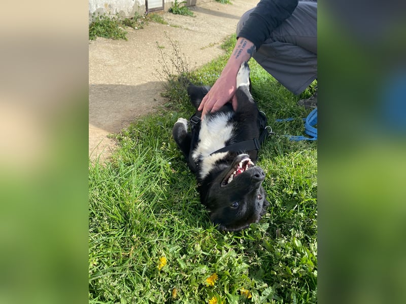 Notfall. Dringend Hilfe für Ringo und Meggie gesucht