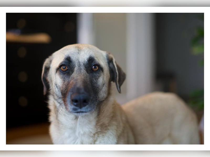 Sanfte Seele Emma sucht ihr Zuhause!