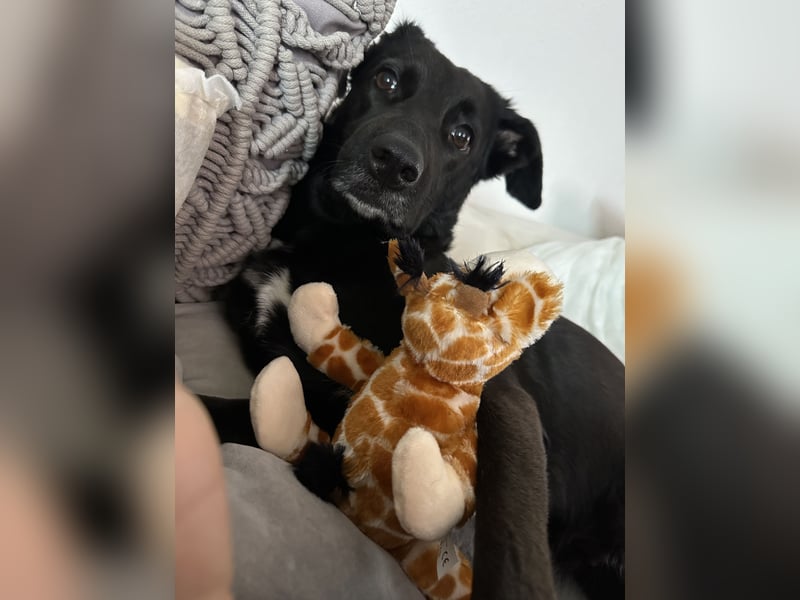 Kylie(*03.2021) auf Pflegestelle in 80807 München