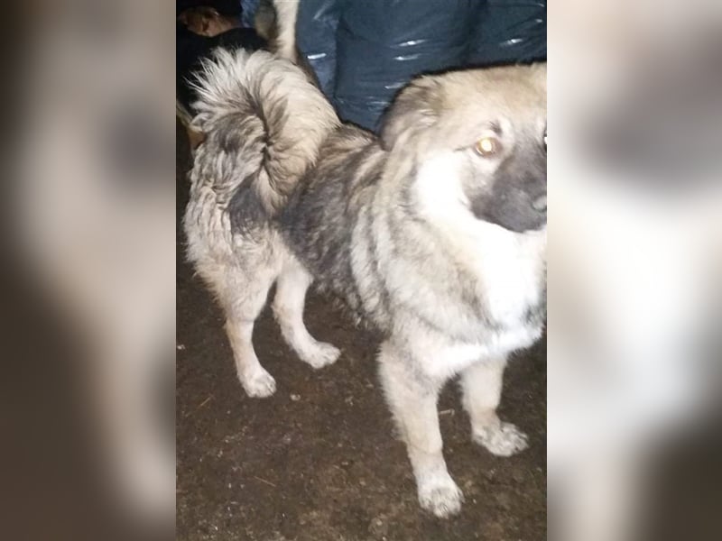 TEDDY - toller Kuschelbär - träumt von einem eigenen, liebevollen und unternehmungslustigen Zuhause!