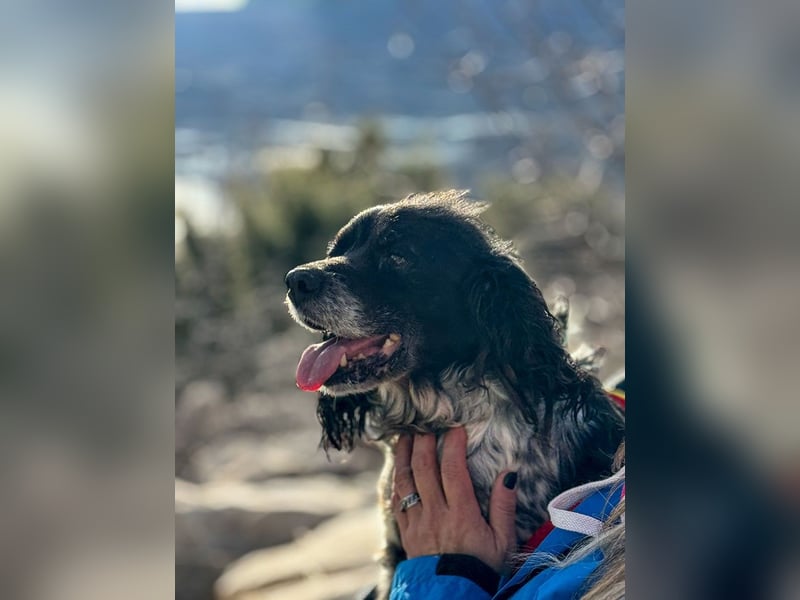 Flek wartet darauf, seine eigene Familie zu finden (47506 Neukirchen-Vluyn)