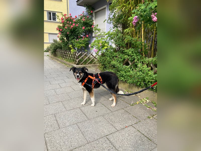 Super lieber Homer wartet in München