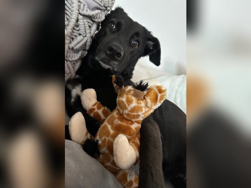 Kylie(*03.2021) auf Pflegestelle in 80807 München