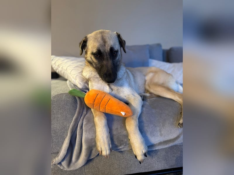 Sanfte Seele Emma sucht ihr Zuhause!