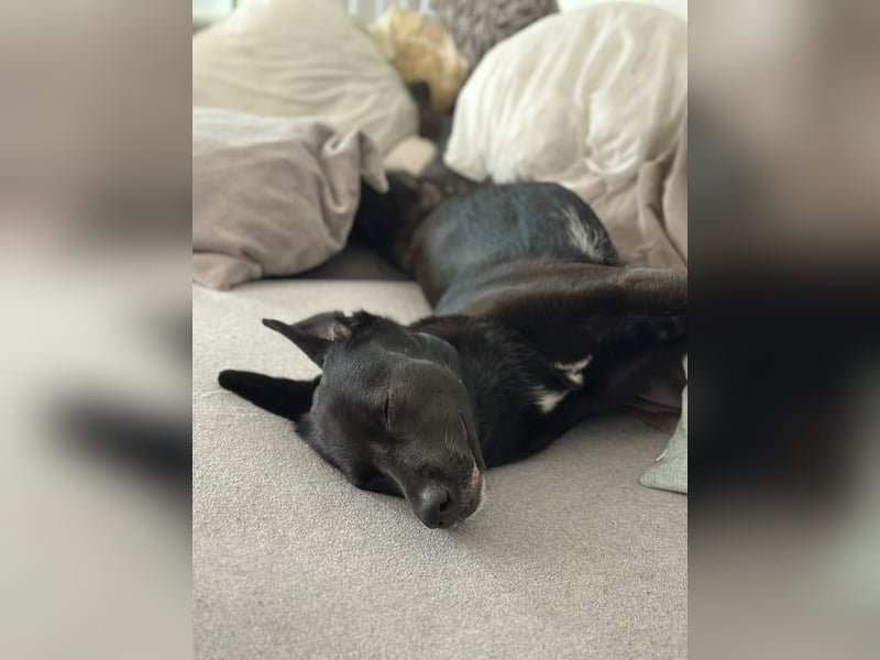 Kylie(*03.2021) auf Pflegestelle in 80807 München