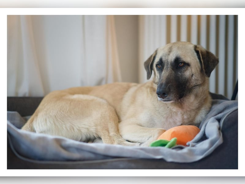 Sanfte Seele Emma sucht ihr Zuhause!