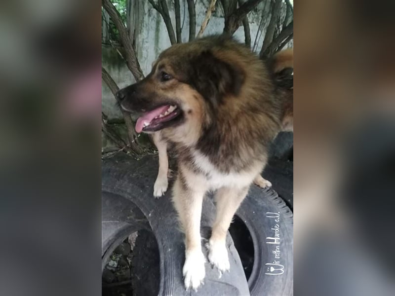 TEDDY - toller Kuschelbär - träumt von einem eigenen, liebevollen und unternehmungslustigen Zuhause!