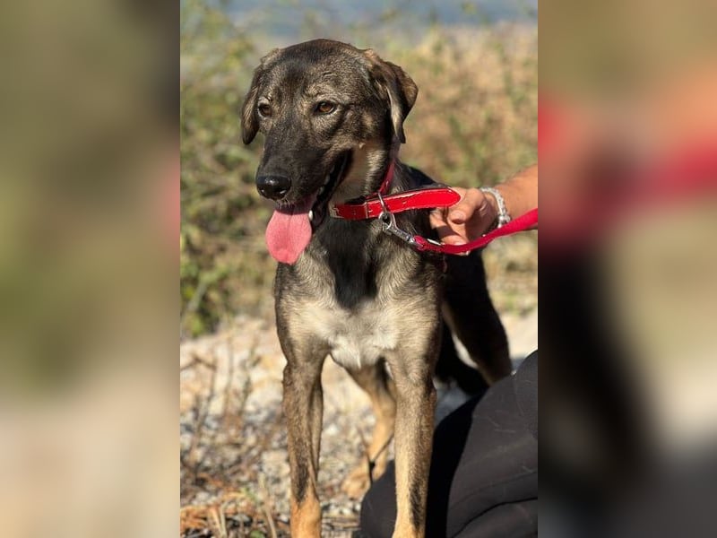Kassandra – vorsichtige Schönheit sucht ihren Herzensmenschen (41065 Mönchengladbach)