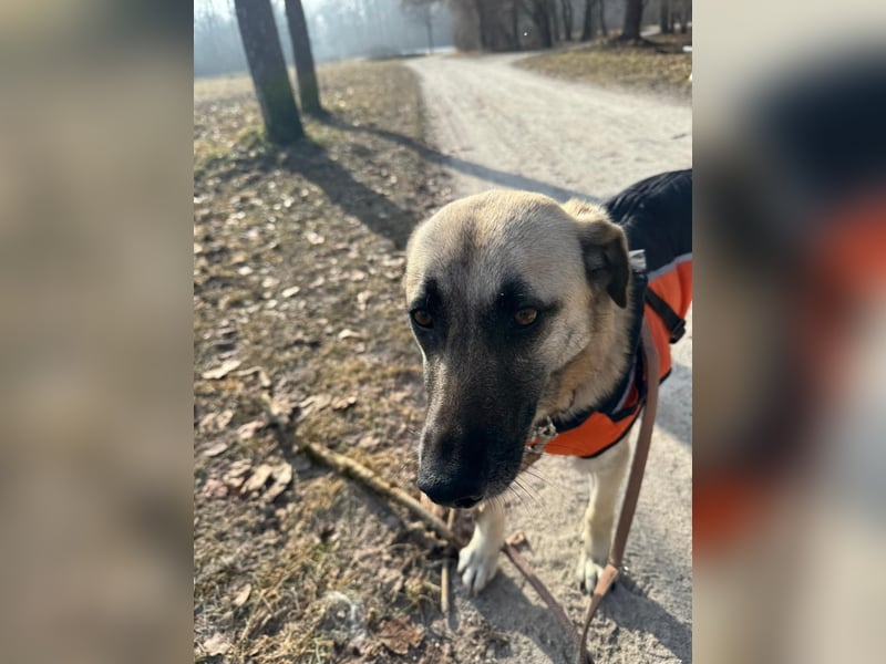 Sanfte Seele Emma sucht ihr Zuhause!