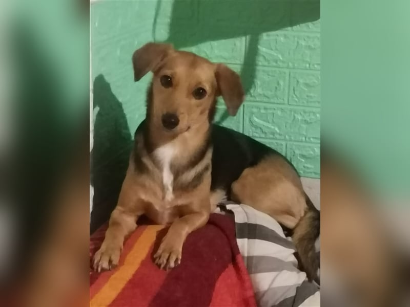 Paloma - feine, unkomplizierte Anfängerhündin