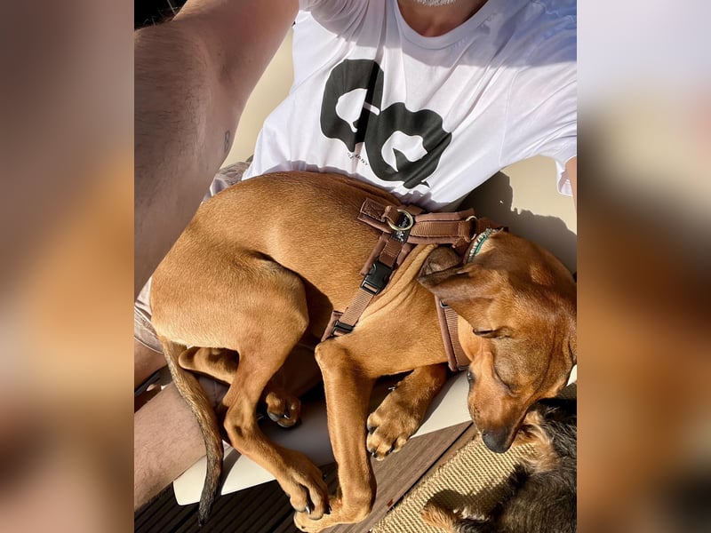 Bardot – Charmeur auf vier Pfoten sucht sein Für-immer-Zuhause