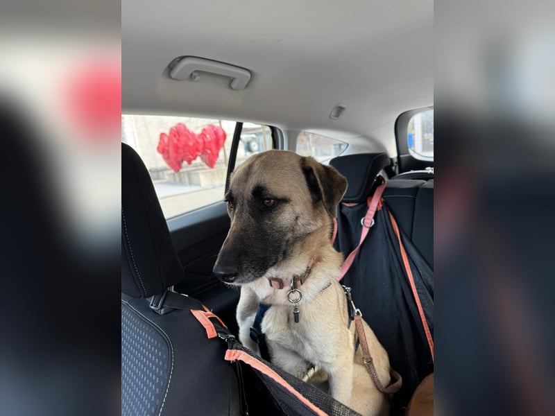 Sanfte Seele Emma sucht ihr Zuhause!