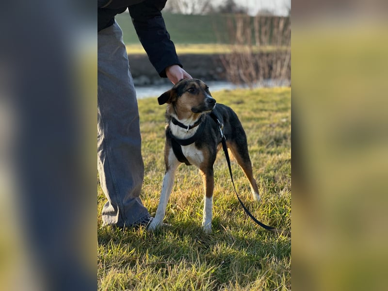 Wundervolle Rixa möchte endlich ankommen (77866 Rheinau)