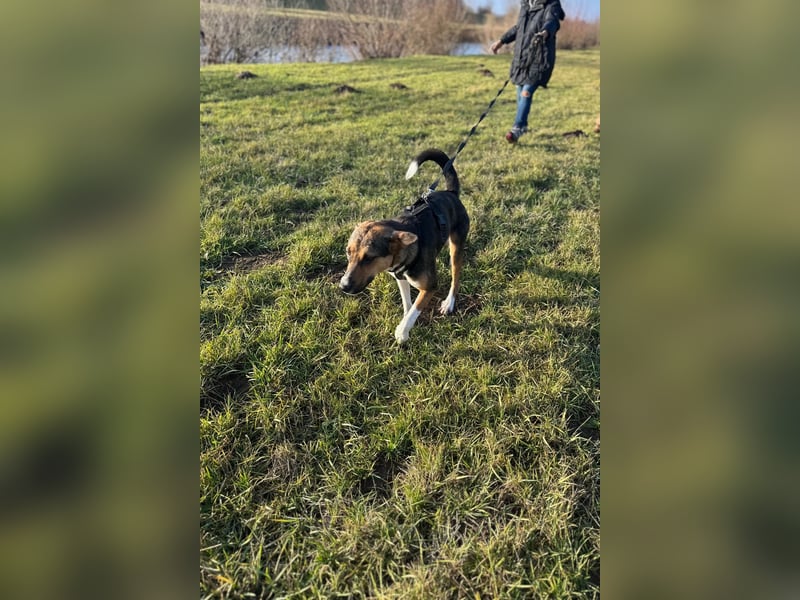 Wundervolle Rixa möchte endlich ankommen (77866 Rheinau)