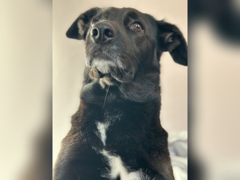 Kylie(*03.2021) auf Pflegestelle in 80807 München