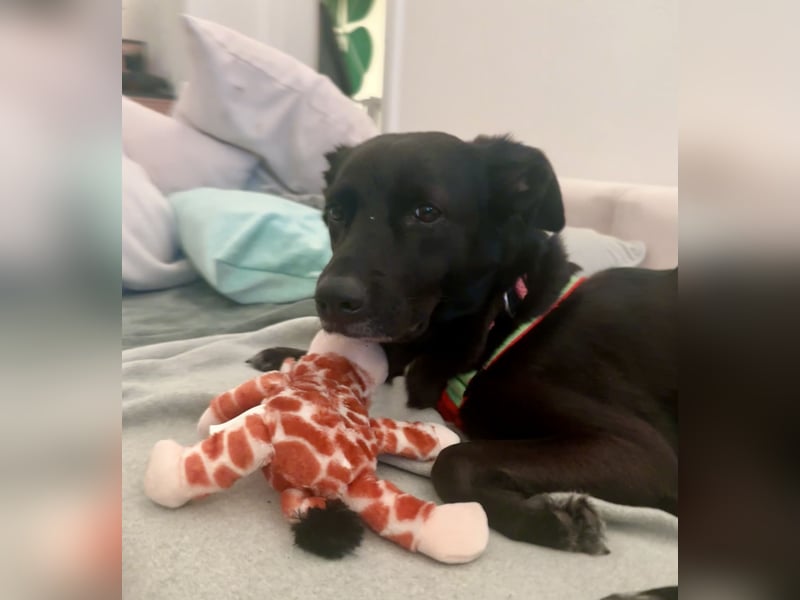 Kylie(*03.2021) auf Pflegestelle in 80807 München