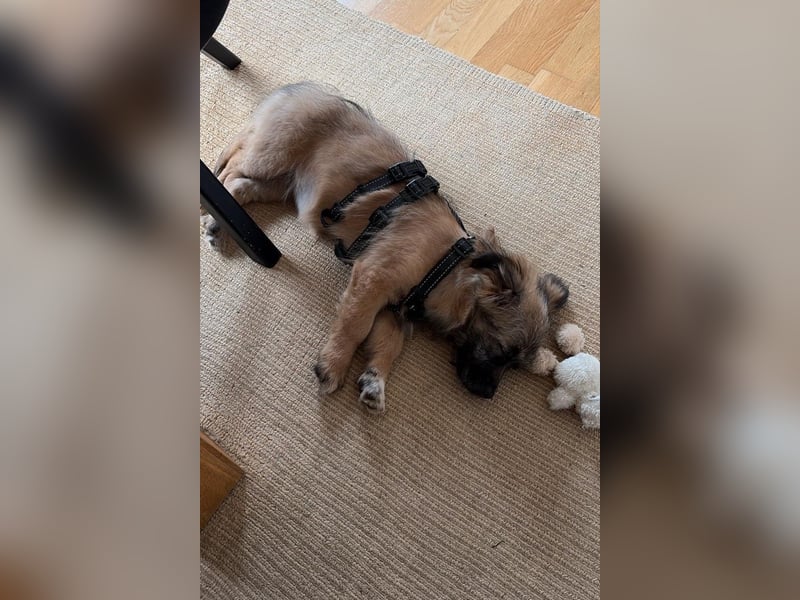 Caddie - Glück auf 4 Pfoten (66125 Saarbrücken)