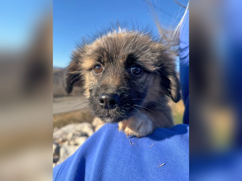 Caddie - Glück auf 4 Pfoten (66125 Saarbrücken)