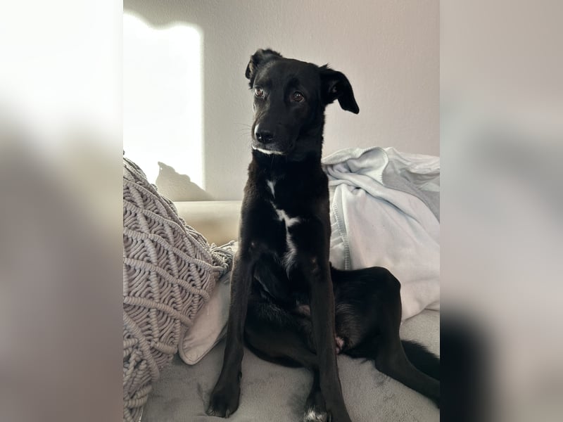 Kylie(*03.2021) auf Pflegestelle in 80807 München