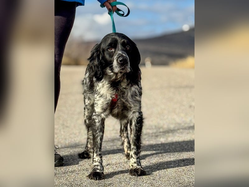 Flek wartet darauf, seine eigene Familie zu finden (47506 Neukirchen-Vluyn)