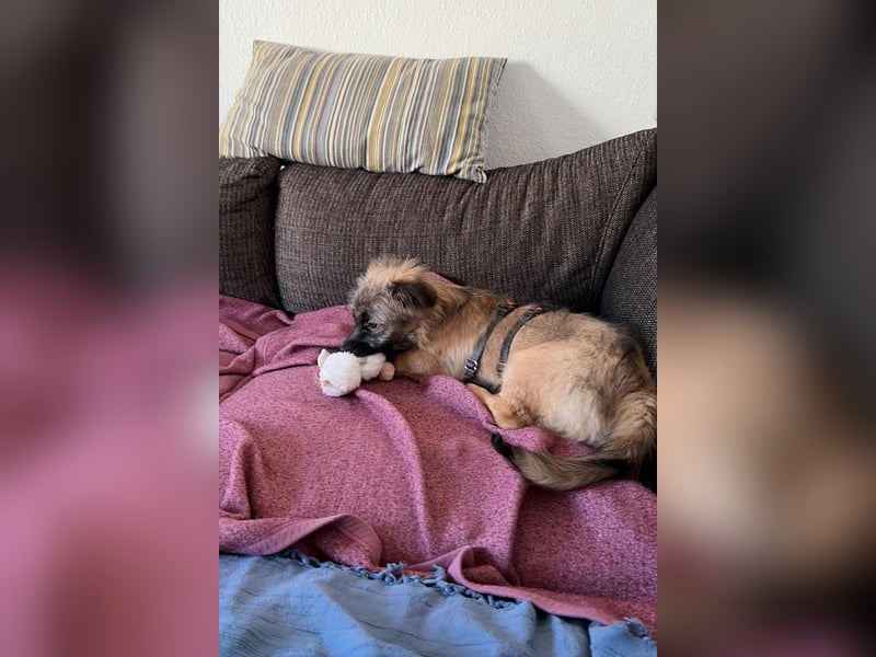 Caddie - Glück auf 4 Pfoten (66125 Saarbrücken)